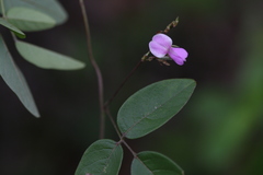 Galactia tenuiflora var. tenuiflora
